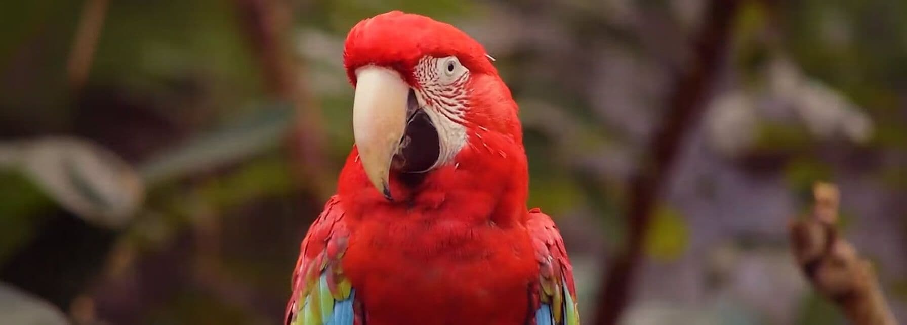 Imagem de um pássaro que reproduzira um vídeo falando sobre a estratégia de sustentabilidade da Yamaha